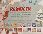 Little Reindeer | Cute Christmas Novelty Gift | NB Store